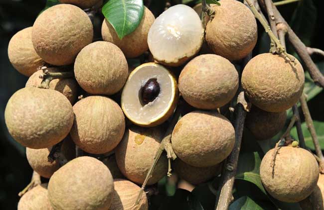 龍眼的功效與作用 龍眼的功效與作用