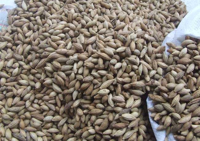 桂花種子的種植方法 桂花種植方法