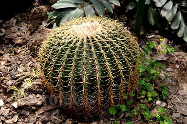 仙人球的養(yǎng)殖方法-仙人球圖片 仙人球怎么養(yǎng)