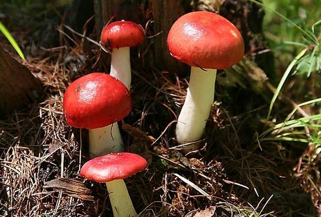 紅菇的產(chǎn)地分布及真假鑒別 經(jīng)濟(jì)作物種植技術(shù)