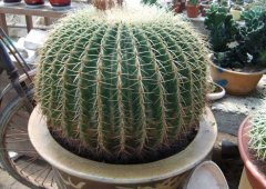 金虎仙人球怎么養(yǎng)？