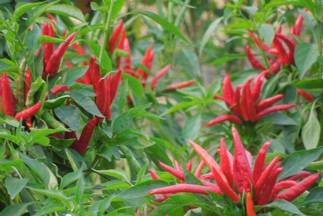 辣椒種植技術(shù) 辣椒種植技術(shù)