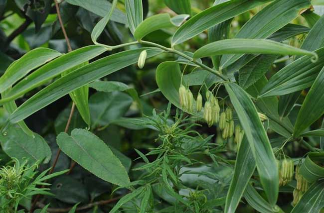 黃精圖片 黃精的資料