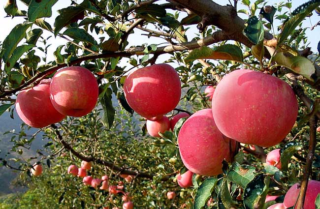 春季吃什么水果好? 生活常識