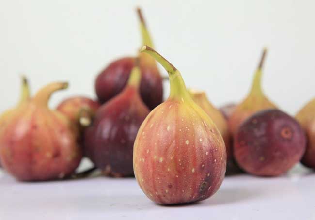 無花果的藥用價值 無花果種植管理方法