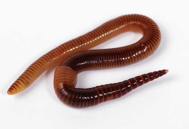 蚯蚓養(yǎng)殖-蚯蚓圖片 蚯蚓怎么養(yǎng)