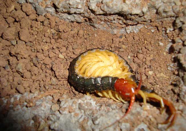 蜈蚣養(yǎng)殖的常見(jiàn)騙局及誤區(qū) 蜈蚣飼養(yǎng)方法