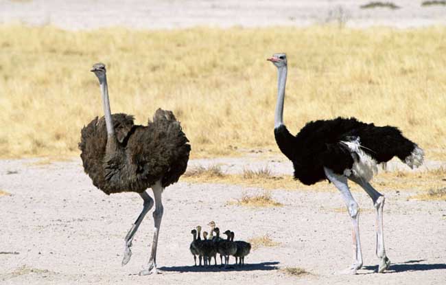 鴕鳥(niǎo)養(yǎng)殖-鴕鳥(niǎo)圖片 鴕鳥(niǎo)怎么養(yǎng)