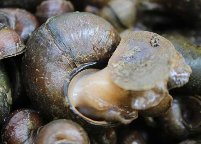 田螺養(yǎng)殖-田螺圖片 田螺怎么養(yǎng)