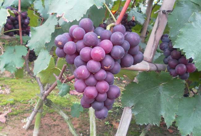 葡萄病蟲害防治技術