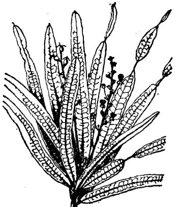 變?nèi)~木的栽培及其產(chǎn)地分布 變?nèi)~木掉葉子怎么辦