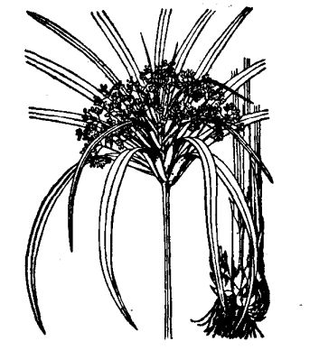 旱傘草如何繁殖與栽培 花卉的繁殖方法