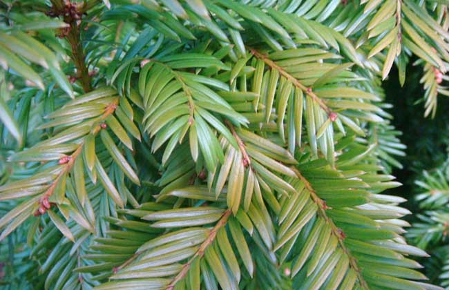 紅豆杉的種植前景 紅豆杉種植技術(shù)