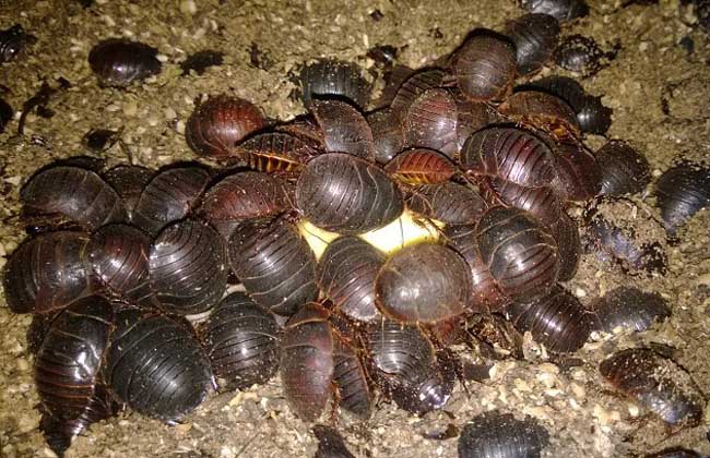 貴州土元養(yǎng)殖場有哪些? 土元養(yǎng)殖方法