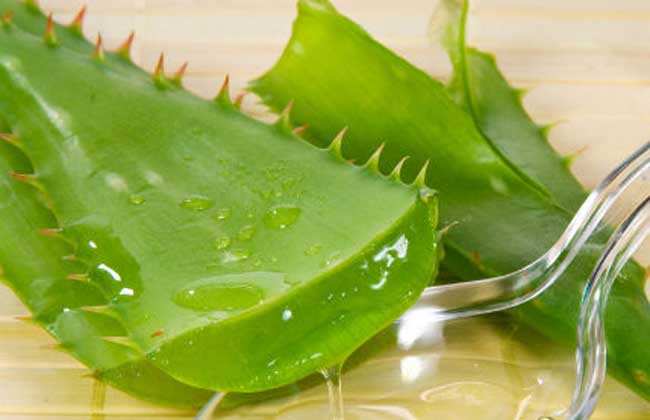 蘆薈面膜的功效與作用及做法 蘆薈的功效與作用
