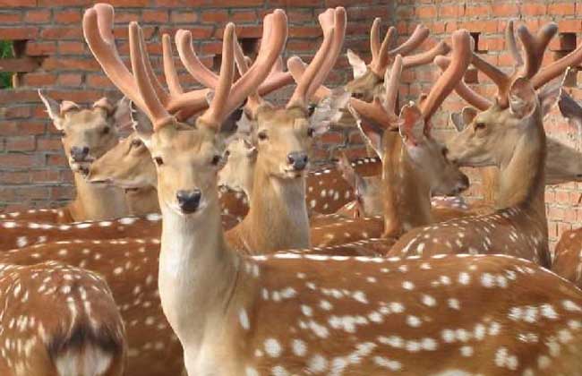 梅花鹿養(yǎng)殖成本和利潤 梅花鹿養(yǎng)殖方法