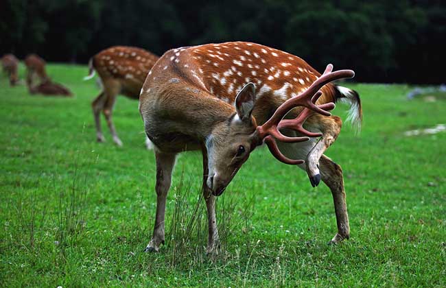 梅花鹿養(yǎng)殖-梅花鹿圖片 梅花鹿怎么養(yǎng)
