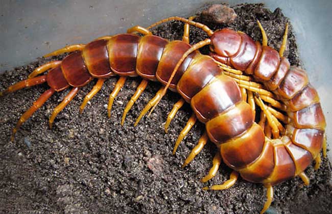 蜈蚣泡酒的功效及做法 蜈蚣的功效與作用
