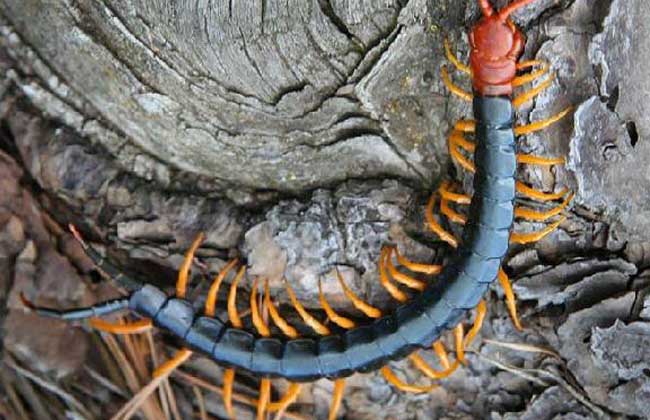 蜈蚣養(yǎng)殖-蜈蚣圖片 蜈蚣怎么養(yǎng)