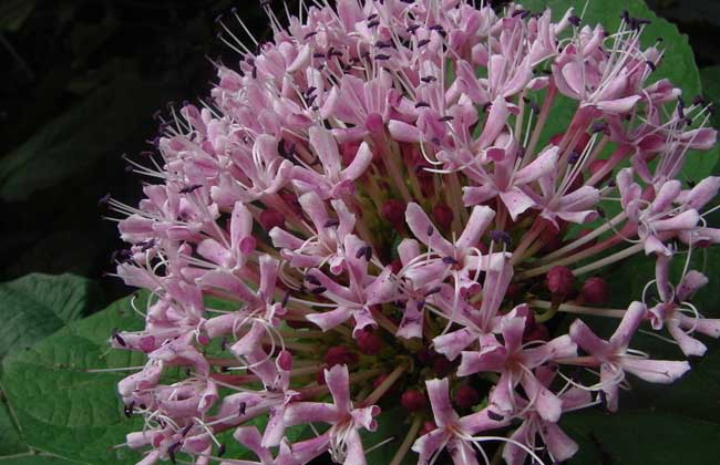 繡球花的養(yǎng)殖作用 繡球花的功效與作用