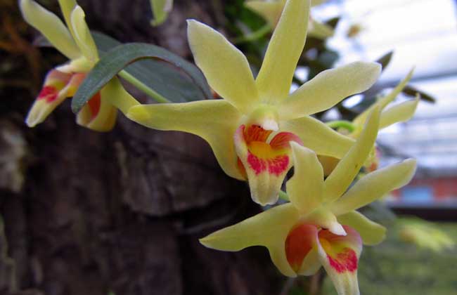 石斛的養(yǎng)殖方法-石斛圖片 石斛怎么養(yǎng)