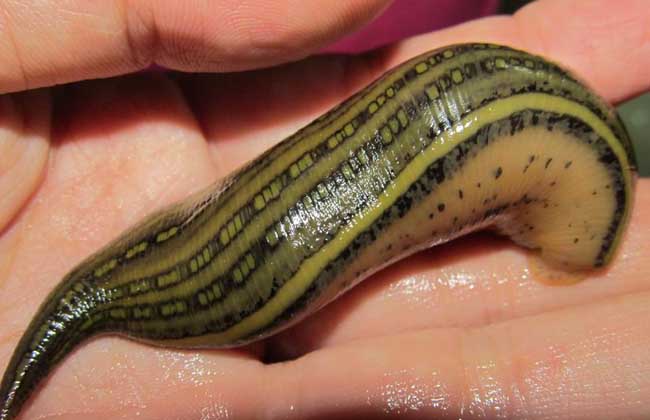 水蛭的捕捉方法 水蛭養(yǎng)殖技術(shù)