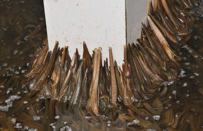 螞蟥最怕什么? 螞蟥最怕什么