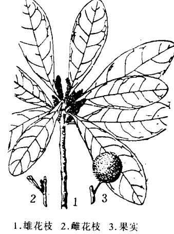 楊梅有哪些醫(yī)療功效 楊梅的功效與作用