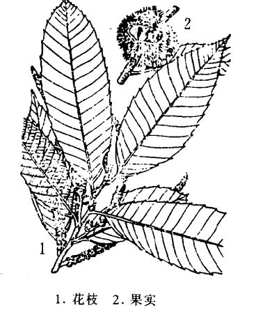 栗子的藥理成分與醫(yī)療作用 栗子的功效與作用