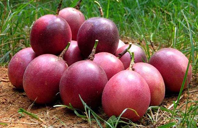 百香果一般是幾月份成熟? 百香果種植方法