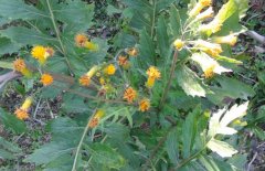 土三七和三七的區(qū)別有哪些?