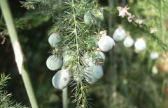 文竹的種子怎么種？