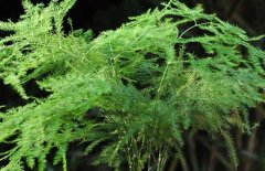 文竹怎么繁殖最好?