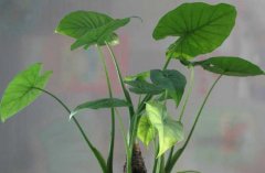 滴水觀音為什么會滴水？