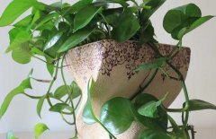 綠蘿能吸甲醛嗎?