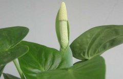 滴水觀音開花嗎？