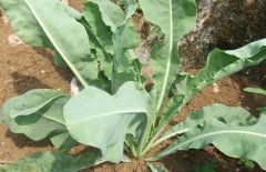 板藍(lán)根種子怎么種？