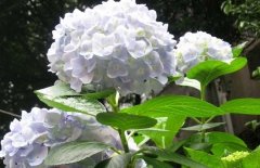 繡球花可以放在室內嗎？繡球花適合放在哪里？