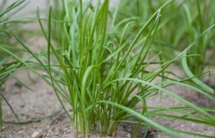 韭菜和什么不能一起吃？