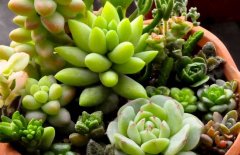 有毒的多肉植物有哪些？