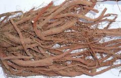 丹參能泡酒嗎？丹參泡酒的好處與配方