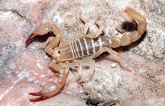 蝎子價格多少錢一斤，蝎子人工養(yǎng)殖前景如何？