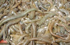 水蛭有32個(gè)大腦是真的嗎?