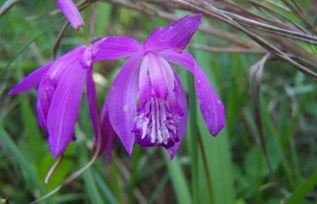 白芨的生長習(xí)性和產(chǎn)地分布 白芨種植