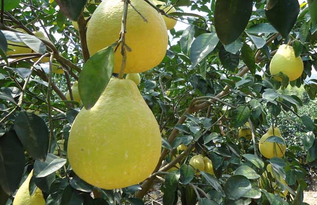 沙田柚種植技術(shù) 果樹種植方法