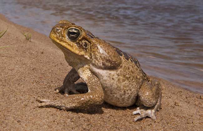 蟾蜍養(yǎng)殖-蟾蜍圖片 蟾蜍