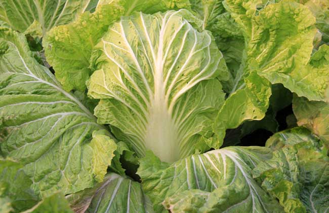 大白菜如何種植 大白菜種植