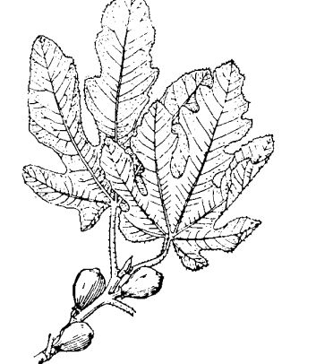 無花果的主要成分及功效 無花果的功效與作用