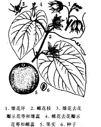 羅漢果的主要成分及功效 羅漢果的功效與作用