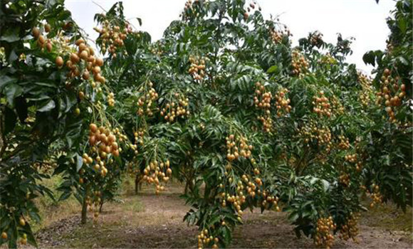 雞心黃皮的引種、種植